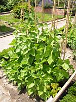 Haricots (01) (Photo F. Mrugala)